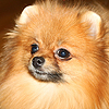 pomeranian spitz