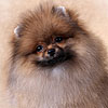 pomeranian spitz