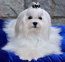 Maltese